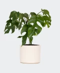 Philodendron Minima in a cream yellow concrete cylinder, Plants & Pots
