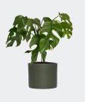 Philodendron Minima in a green concrete cylinder, Plants & Pots