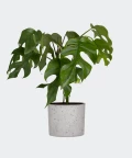 Philodendron Minima in a grey concrete cylinder, Plants & Pots