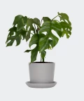 Filodendron Minima w szarej doniczce ceramicznej, Plants & Pots