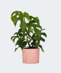 Philodendron Minima in a pink concrete cylinder, Plants & Pots