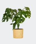 Philodendron Minima in a yellow concrete cylinder, Plants & Pots