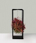 Sky plant - air plant in a rectangular stand, Plants & Pots