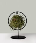 Sky plant - air plant in a round stand, Plants & Pots