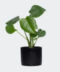 Swiss cheese plant in a black concrete cylinder, Plants & Pots