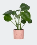 Swiss cheese plant in a pink concrete cylinder, Plants & Pots