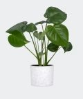 Swiss cheese plant in a white concrete cylinder, Plants & Pots