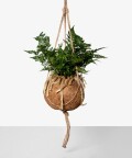 White Rabbit's Foot Fern in a hanging kokedama pot, Plants & Pots