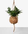 White Rabbit's Foot Fern in a hanging kokedama pot, Plants & Pots