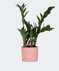 Zamiokulkas Zamiolistny w różowym betonowym walcu, Plants & Pots