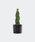 Braided cylindrical snake plant, Plants & Pots
