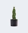 Braided cylindrical snake plant, Plants & Pots