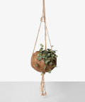 Rosary vine in a hanging kokedama pot, Plants & Pots
