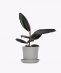 Figowiec Sprężysty, (Ficus elastica) w szarej doniczce ceramicznej