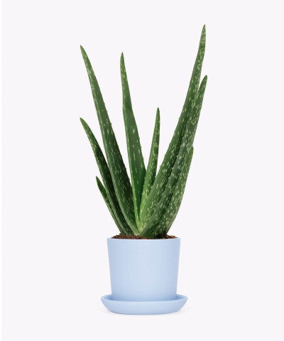 Aloes zwyczajny w niebieskiej doniczce ceramicznej