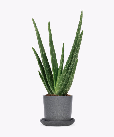 Aloes zwyczajny w kamiennej doniczce ceramicznej