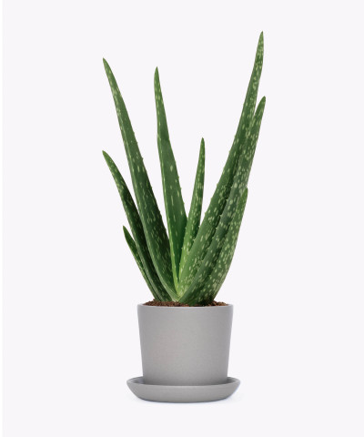 Aloes zwyczajny w szarej doniczce ceramicznej