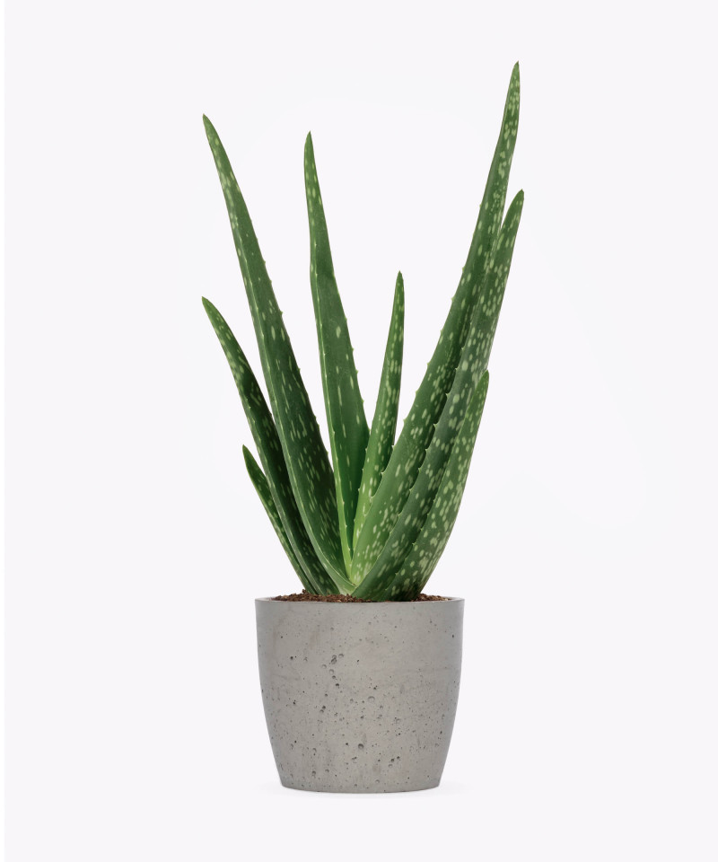Aloes zwyczajny w szarej doniczce betonowej