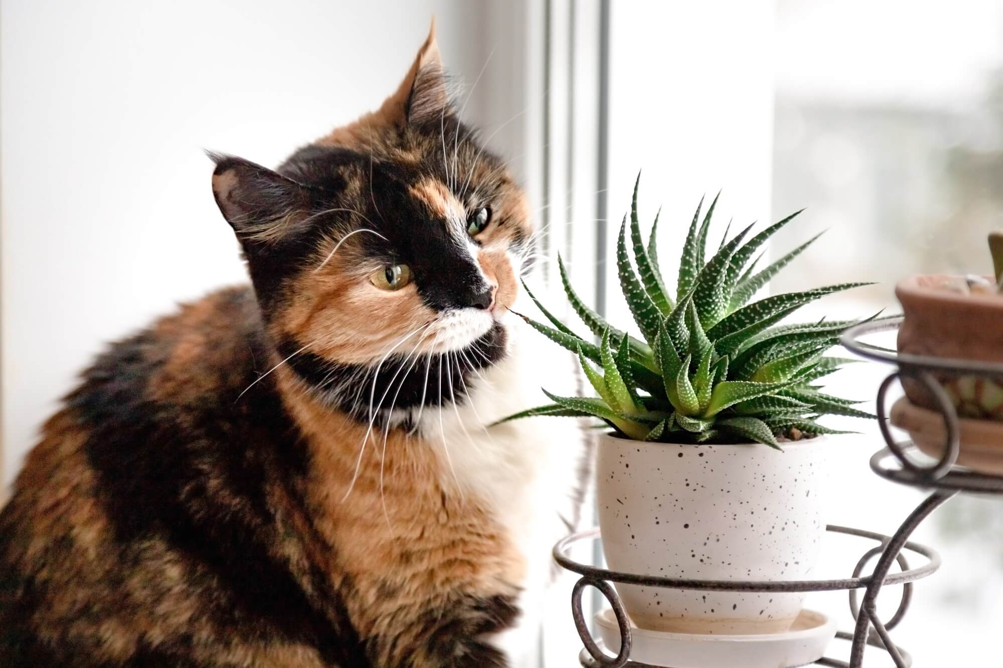 Rośliny bezpieczne dla kotów