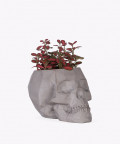 Fitonia Różowa, w szarej betonowej doniczce czaszka