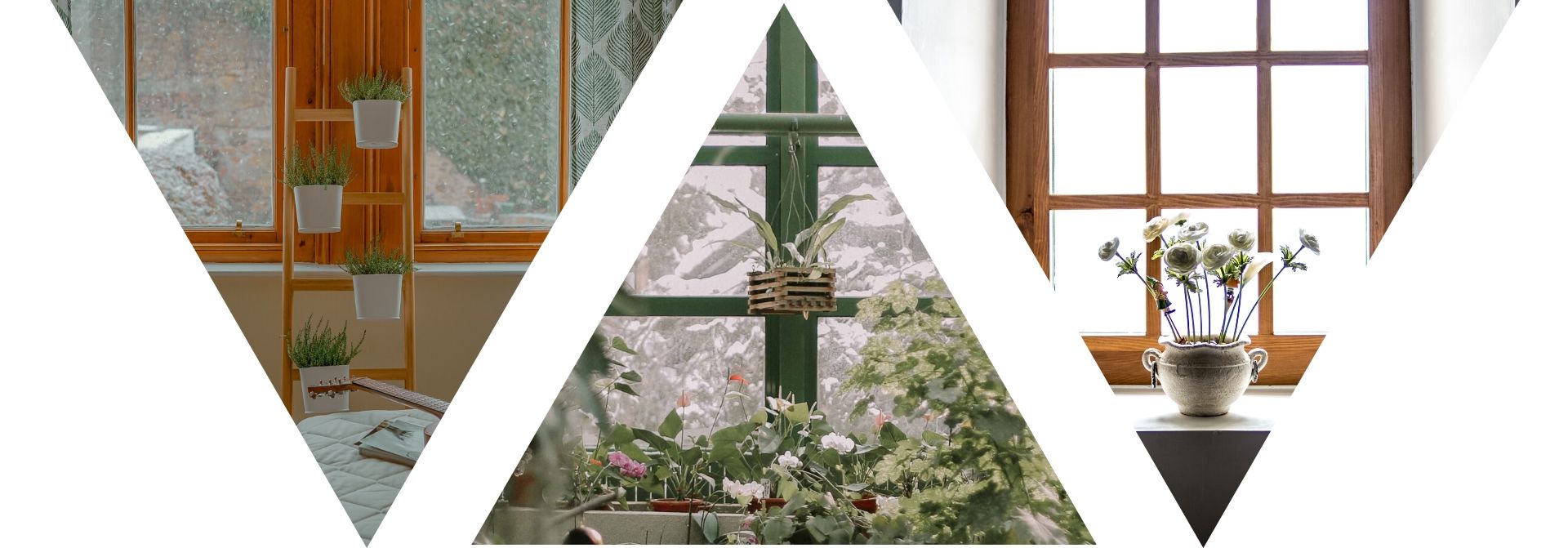 Pielęgnacja roślin zimą - nasze porady