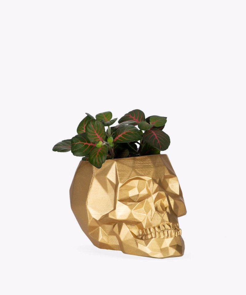 Fitonia zielona w złotej betonowej czaszce