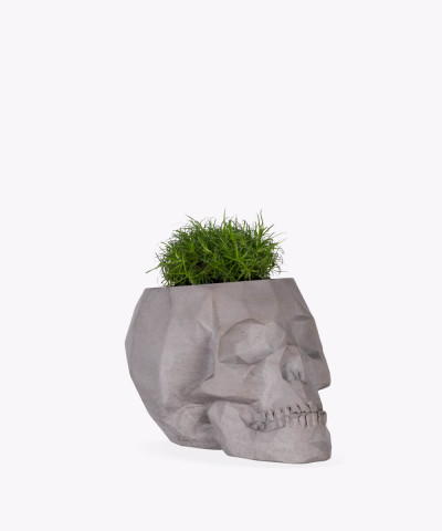 Karmnik rozesłany w szarej betonowej czaszce