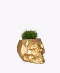 Karmnik rozesłany, w złotej betonowej czaszce