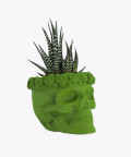 Haworsja, w zielonej betonowej czaszce flower