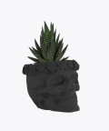 Haworsja, w czarnej betonowej czaszce flower