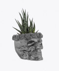 Haworsja, w stalowej betonowej czaszce flower