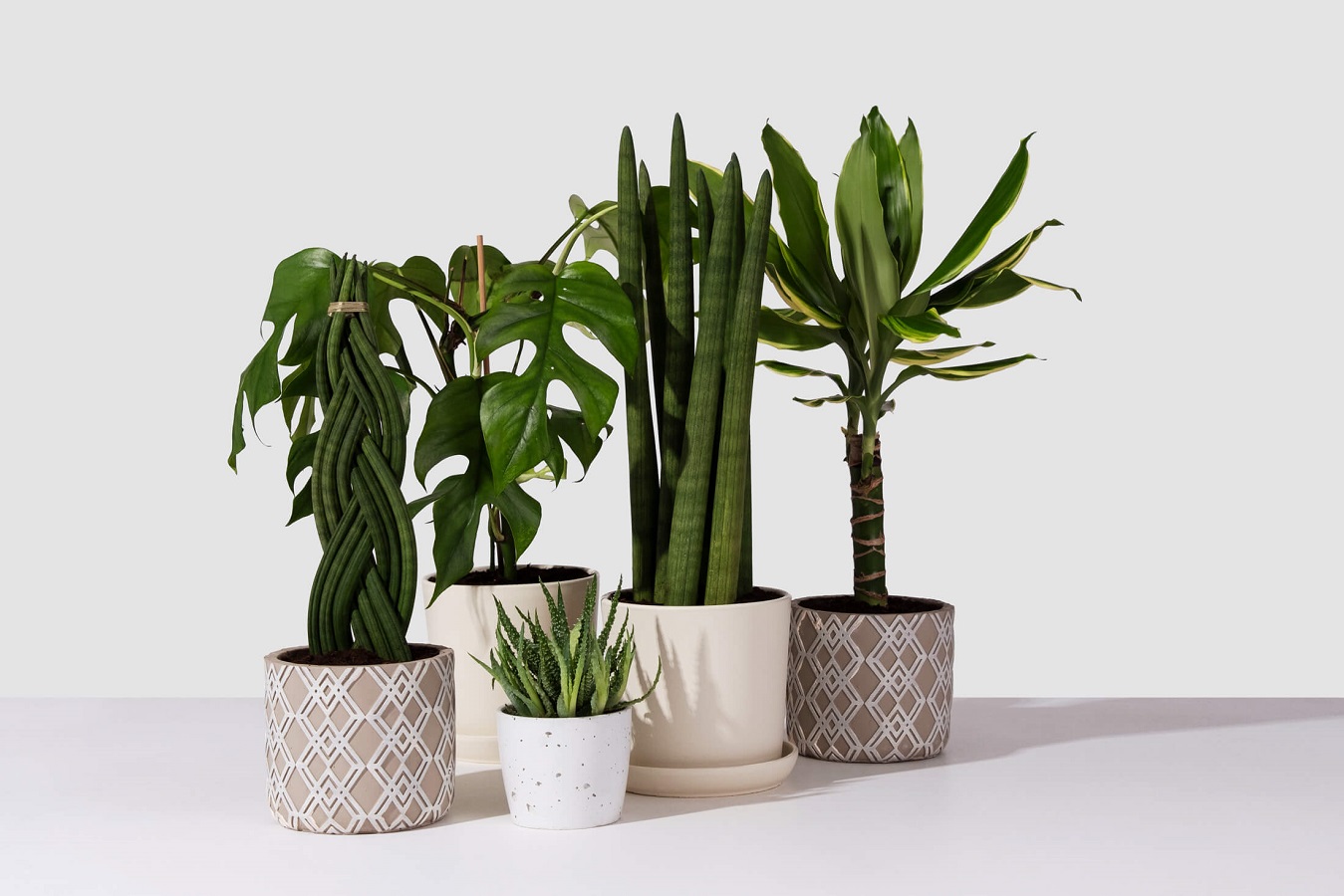dracena aranzacje