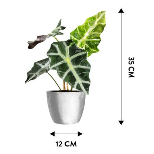 Alokazja (Alocasia polly) - Wymiary rośliny