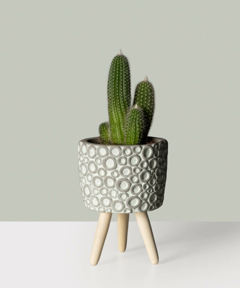 Kaktus w doniczce ceramicznej - MIX