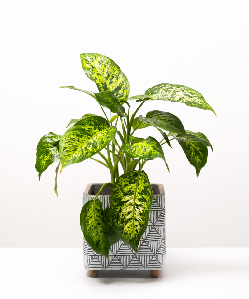 Diffenbachia Compacta - Plants and Pots