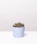Żywe Kamienie (Litopsy), w niebieskiej doniczce betonowej