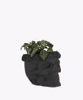 Fitonia Zielona, w czarnej betonowej czaszce flower