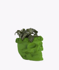 Fitonia Zielona, w zielonej betonowej czaszce flower