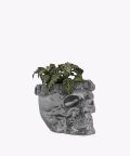 Fitonia Zielona, w srebrnej betonowej czaszce flower