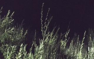 Władysławowo - plaża zachód - 02-08-2025 23:12