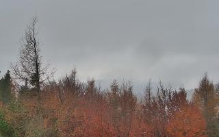 Jaworzyna Krynicka 2 - 03-11-2025 09:03