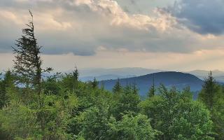 Jaworzyna Krynicka 2 - 17-06-2026 17:40
