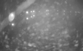 Jezioro Niegocin - 03-11-2025 01:05