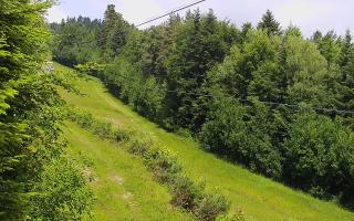 Laskowa pośredni - 17-06-2025 08:17