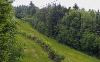 Laskowa pośredni - 17-06-2025 09:45