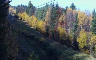 Laskowa pośredni - 02-11-2025 09:16