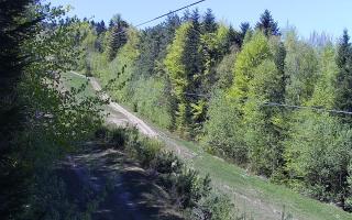 Laskowa pośredni - 03-05-2026 11:13