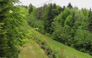 Laskowa pośredni - 13-05-2026 08:54