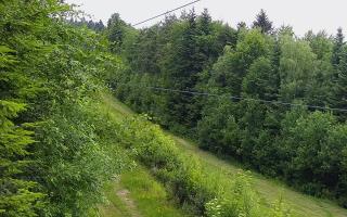 Laskowa pośredni - 17-06-2026 10:53