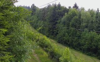 Laskowa pośredni - 17-06-2026 11:15